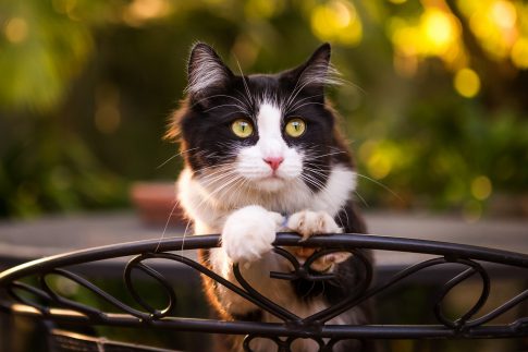 cat transport services, cat perched on a chair